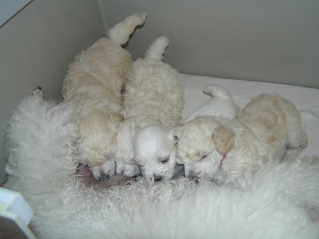 29. den večerní cucání...